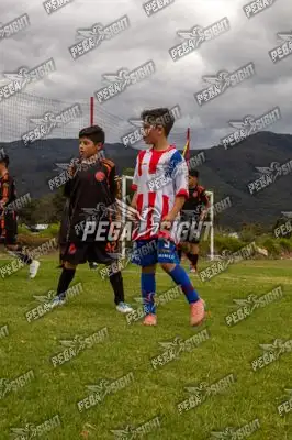 Foto de maracaneiros