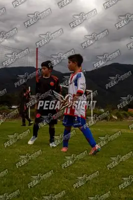 Foto de maracaneiros