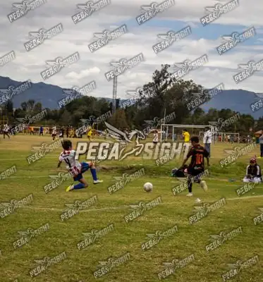 Foto de maracaneiros