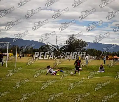 Foto de maracaneiros