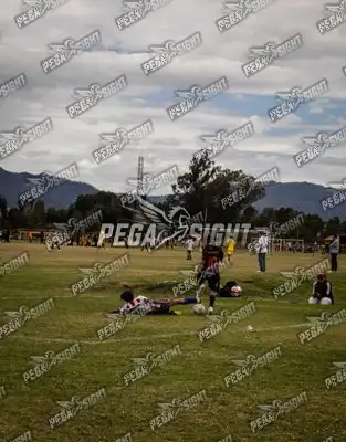 Foto de maracaneiros