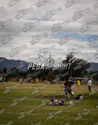 Foto de maracaneiros