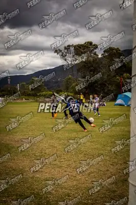 Foto de maracaneiros