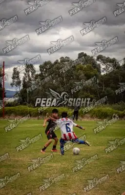Foto de maracaneiros