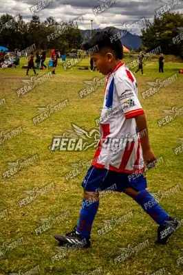 Foto de maracaneiros