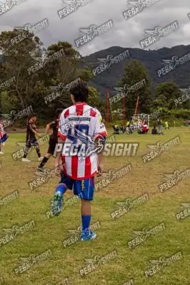 Foto de maracaneiros