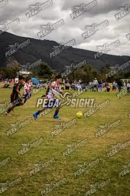 Foto de maracaneiros