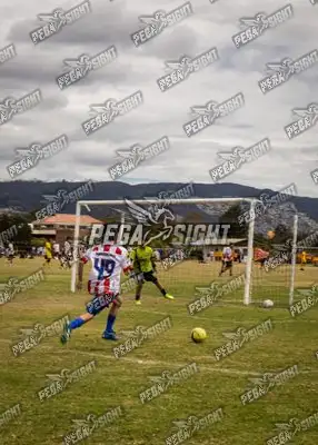 Foto de maracaneiros