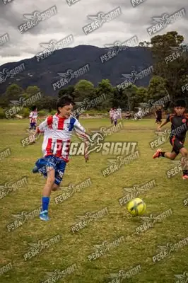 Foto de maracaneiros