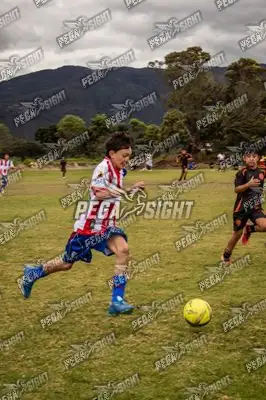 Foto de maracaneiros