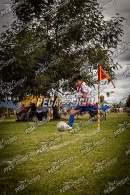 Foto de maracaneiros