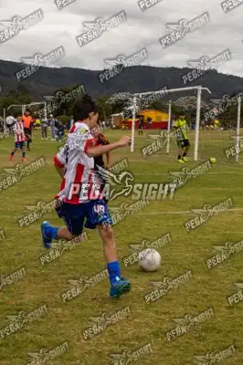 Foto de maracaneiros