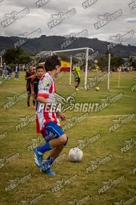 Foto de maracaneiros