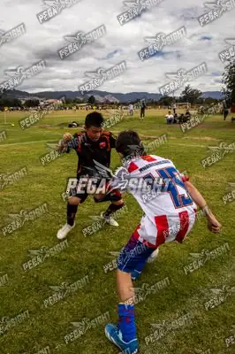Foto de maracaneiros