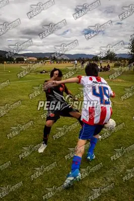 Foto de maracaneiros