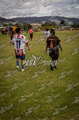 Foto de maracaneiros
