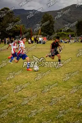 Foto de maracaneiros