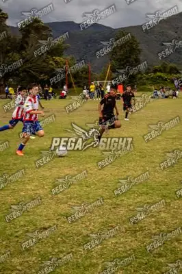 Foto de maracaneiros