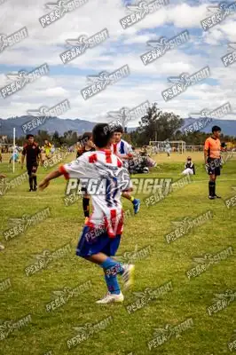 Foto de maracaneiros