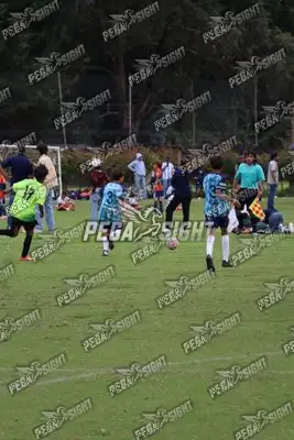 Foto de Búho Academia